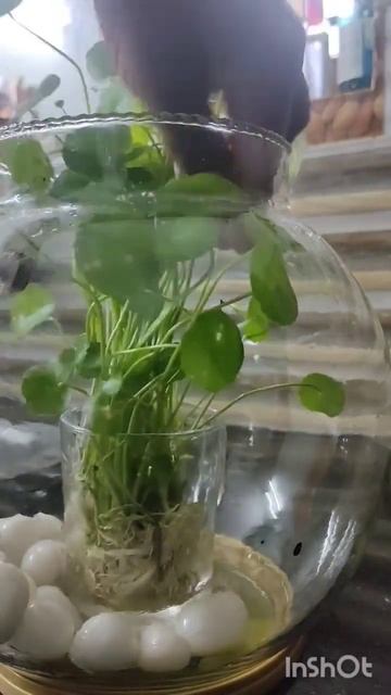 how to set pennywort plant in a fish bowl#short# tiewvlogs смотреть онлайн