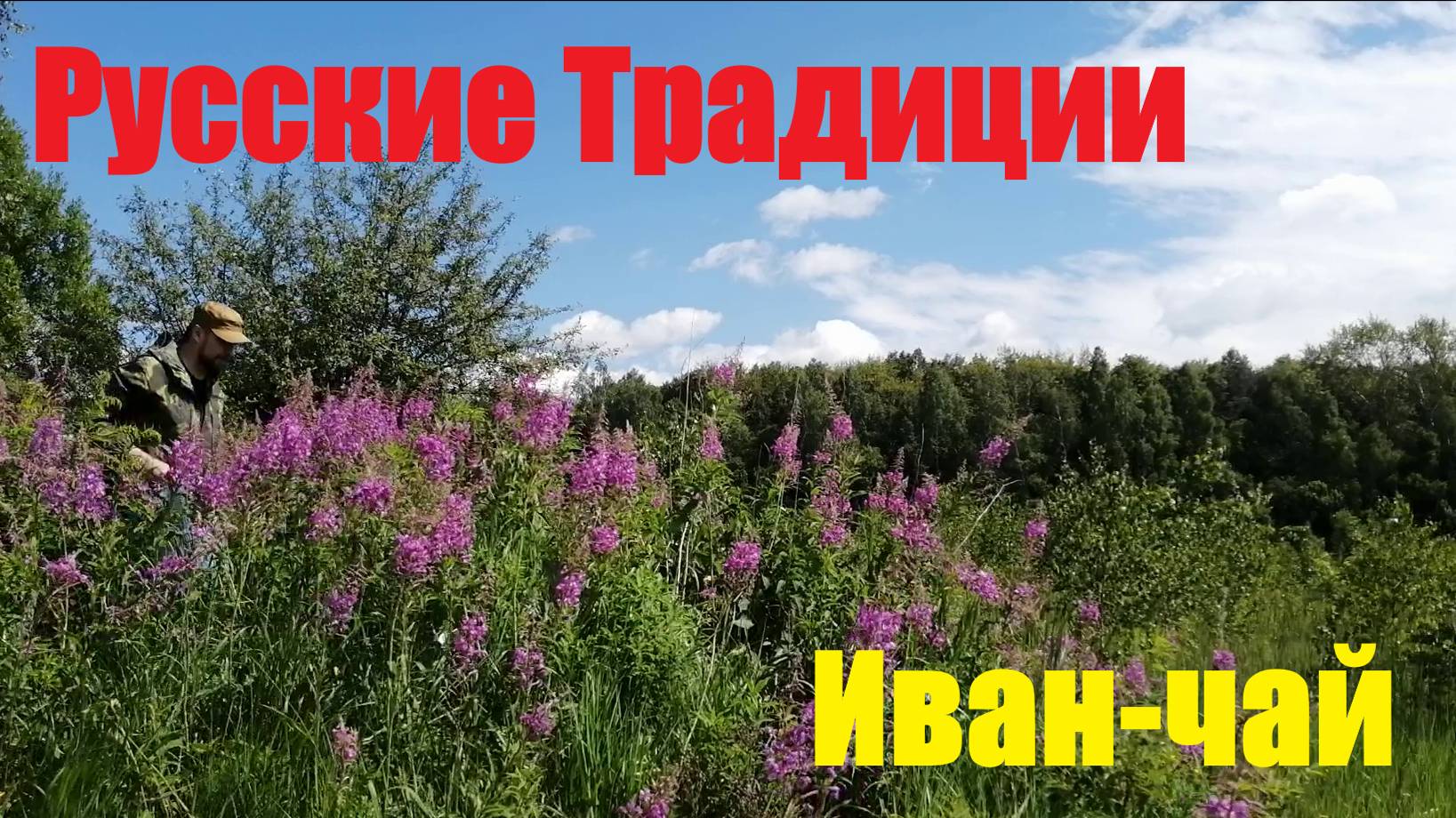 Заготовка Иван чая на зиму #Иванчай
