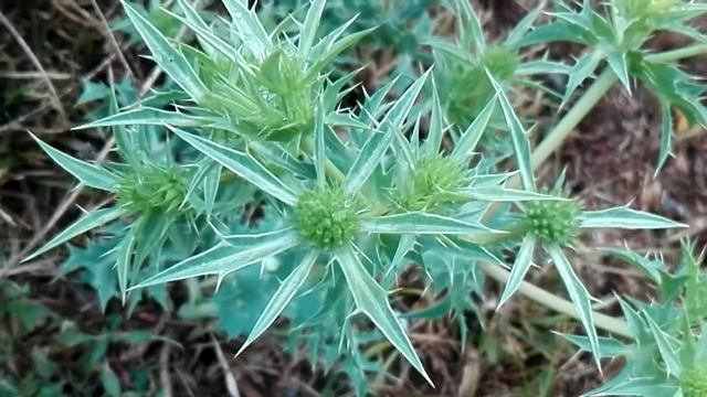 Eryngium campestre (Eryngo) смотреть онлайн