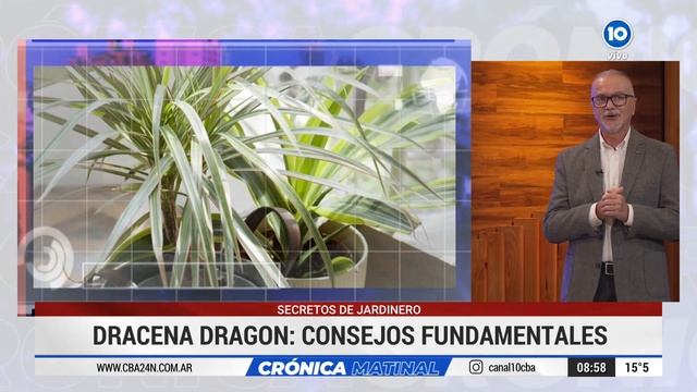 DRACENA DRAGON: CONSEJOS FUNDAMENTALES смотреть онлайн