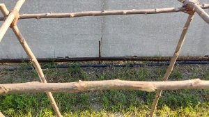 Выращиваем КИТАЙСКИЕ огурцы ПО КИТАЙСКИ