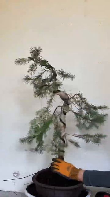 Pre-bonsai to bonsai: repotting my Douglas fir into a bonsai pot смотреть онлайн