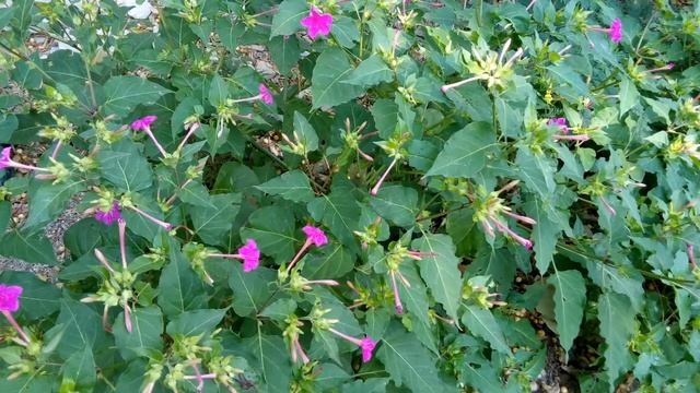 Mirabilis jalapa смотреть онлайн