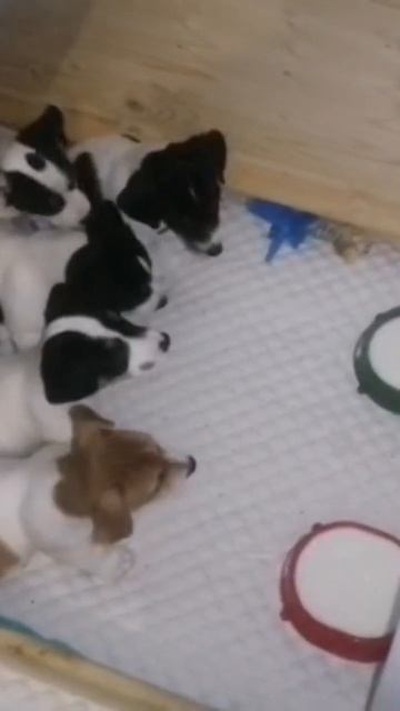 ДРТ щенкам 1, 3месяц, команда на выдержку. Есть свободные щенки. Волгодонск#спешитеприобрести смотреть онлайн