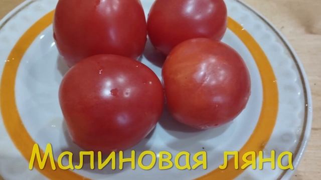 Часть 3 КАТАЛОГА ТОМАТОВ 2022-2023 г. Коллекционные томаты. г. Киров. Ватсап тел. 89229284031 смотреть онлайн