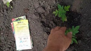 Помидоры в Теплице сорта "КРАСНАЯ ШАПОЧКА" набирают Силы и становятся Крепкими!!!   21.4.24г