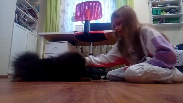 как научить собаку в команде лежать,дай лапу. смотреть онлайн