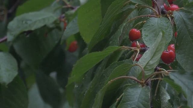 Эти песни можно слушать бесконечно. для душевного спокойствия. смотреть онлайн