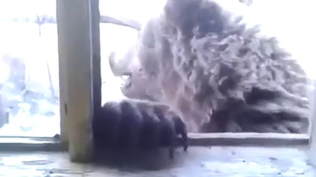 Аааааааа медведь смотреть онлайн