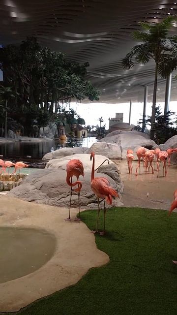 Розовый фламинго SeaWorld Абу-Даби.#city #абудаби. Подписывайтесь и 👍 смотреть онлайн