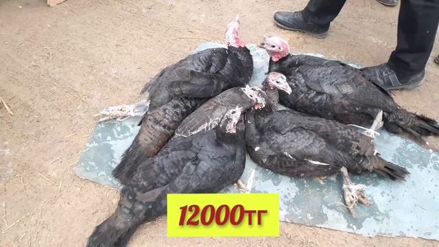 ҚЫЗЫЛОРДА ИТ-ҚҰС БАЗАРЫ/ 7.02.2021 АРЗАНБА🤔 смотреть онлайн