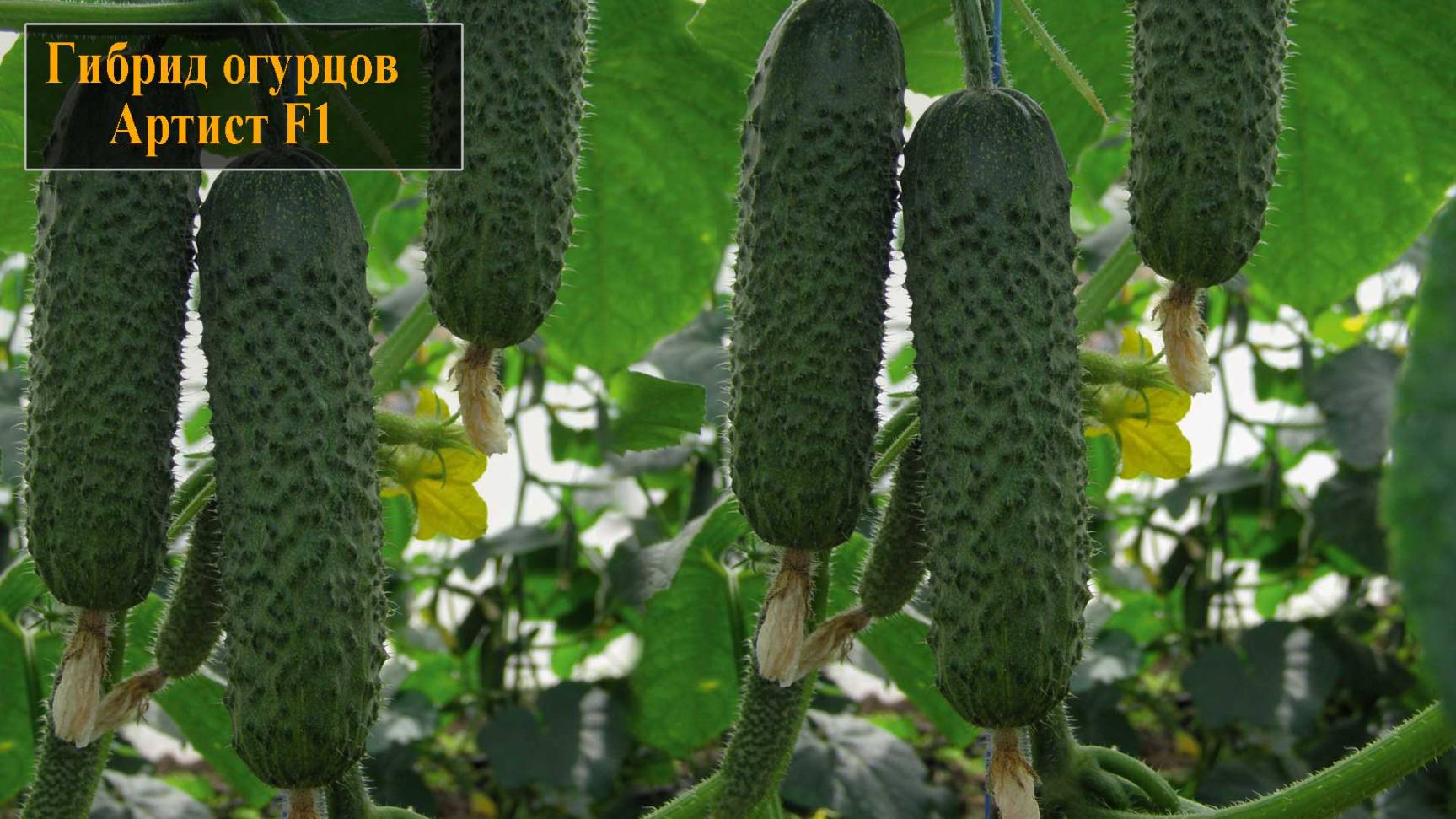 Гибрид огурцов Артист F1 смотреть онлайн