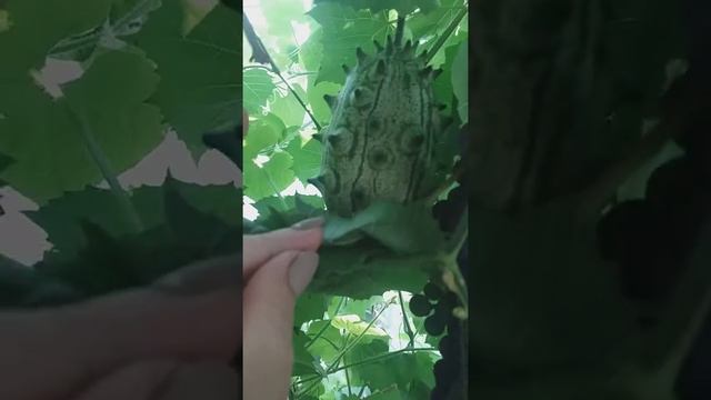 Экзотика. смотреть онлайн