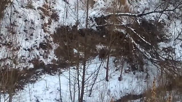 кабани в Ельблонгу. смотреть онлайн