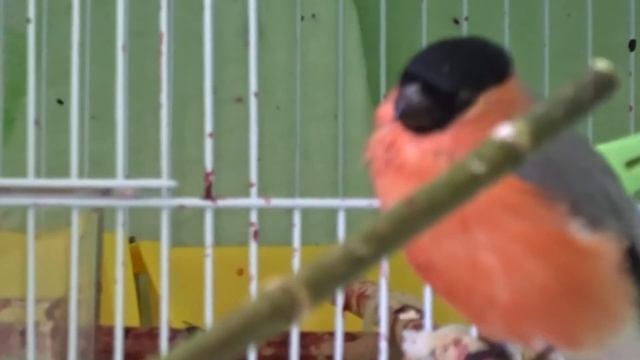 Снегири и ягоды смотреть онлайн