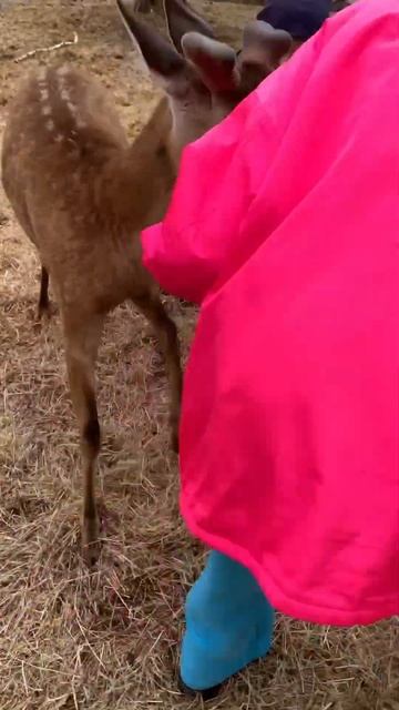 Наглый олень копытом пытался забрать корм. Оленья ферма Бархантные Рога 🦌 смотреть онлайн
