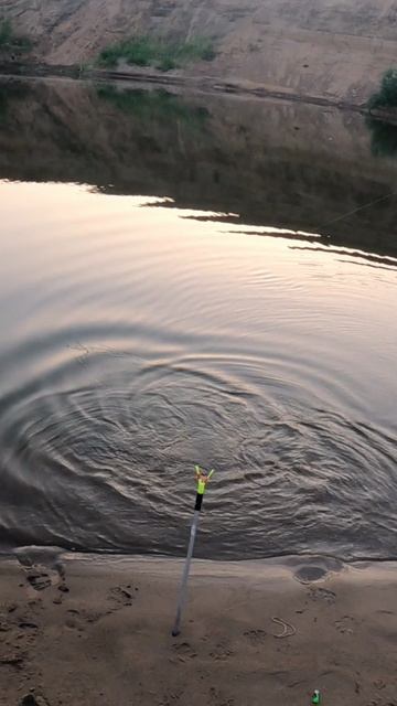 Сазанчик на Ахтубе #рыбалка #ловля смотреть онлайн