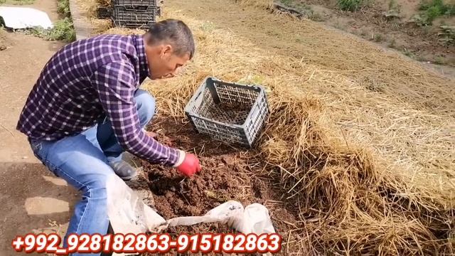 Biogumus Tajikistan, Biogumus biznesi, Kaliforniya qizil chuvalchangi, chuvalchang biznesi. смотреть онлайн