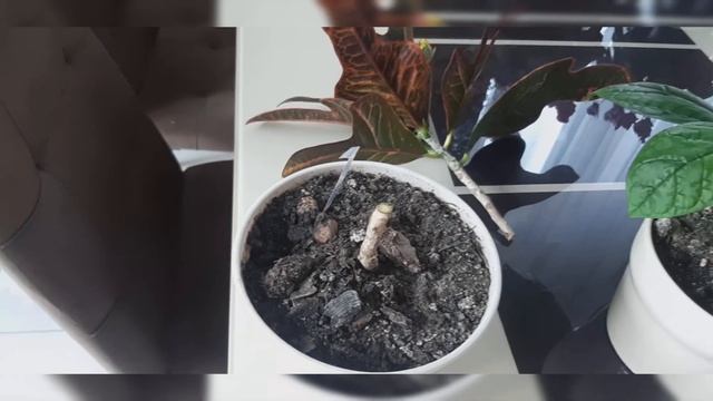 Обрезка весной смотреть онлайн