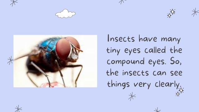 Insects For Kids || Educational Video For Kindergarten || English |