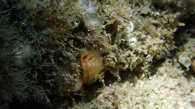 Christmas tree worm Trim смотреть онлайн