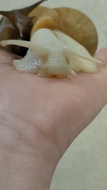 инь-ян#ахатины смотреть онлайн