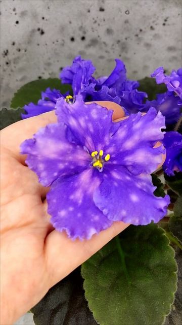 Фиалка МТ-XXL Эльф