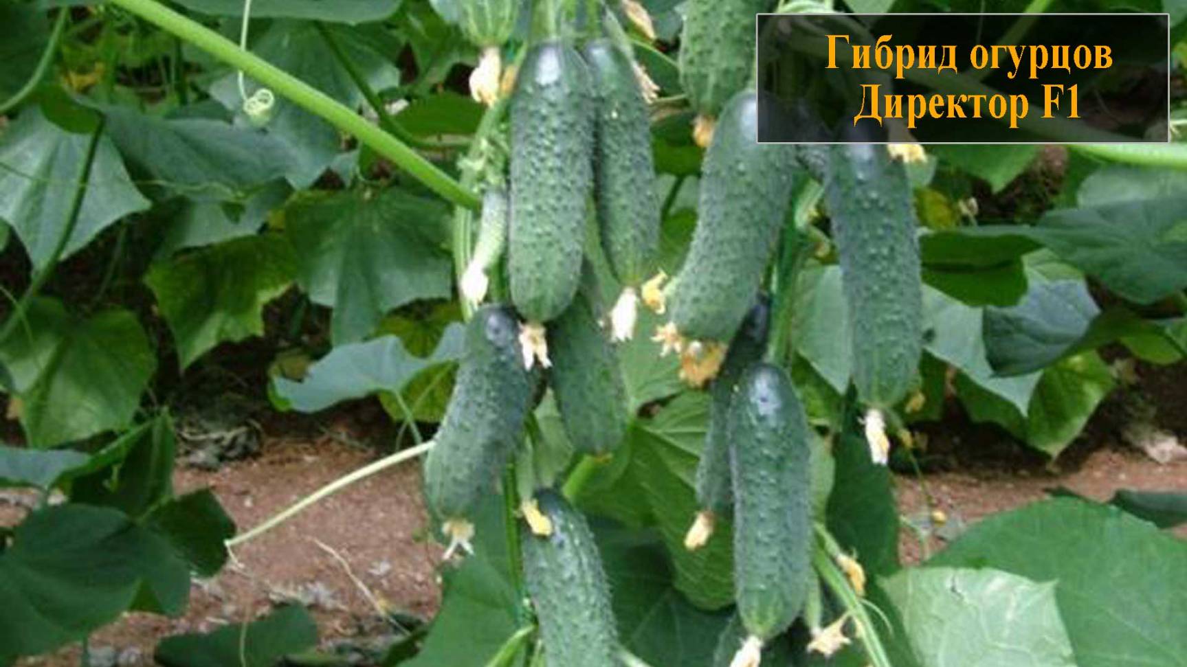 Гибрид огурцов Директор F1 смотреть онлайн