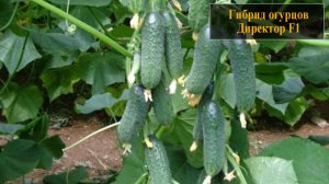 Гибрид огурцов Директор F1