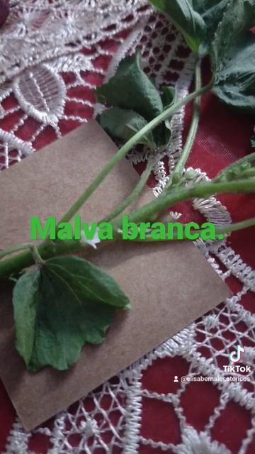 Malva branca. смотреть онлайн