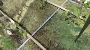 РАССАДА ЗАМЕРЗЛА! Как я спасла свою рассаду после заморозков?