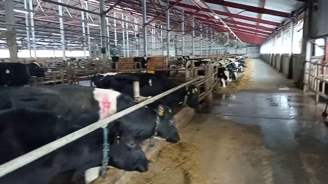 молочная ферма самиь больше ферма 2600 каровь смотреть онлайн