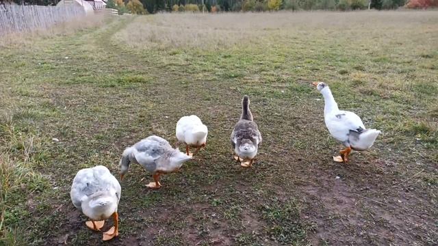 Гуси (17.09.2021) смотреть онлайн