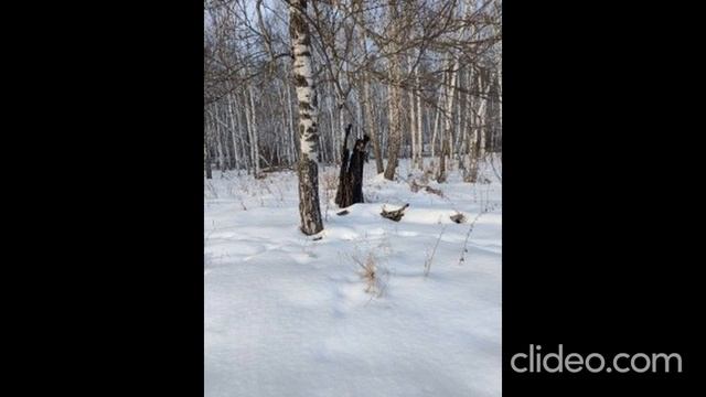 Красоты зимнего леса смотреть онлайн
