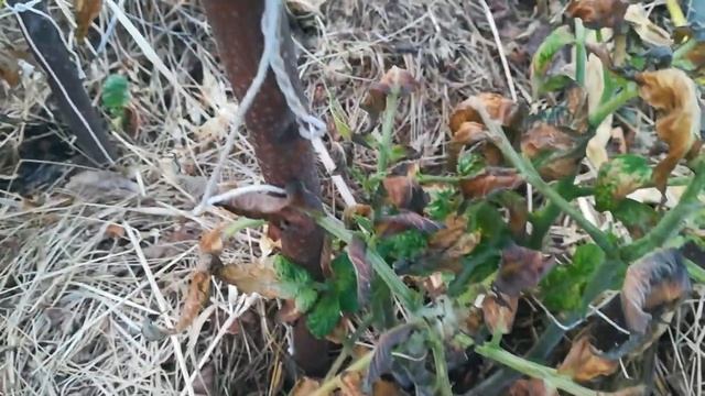 Июнь , Ярославская область, заморозки. Томаты подмерзли. смотреть онлайн
