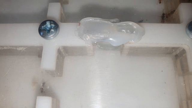 myrmica sp закончила переселение. смотреть онлайн