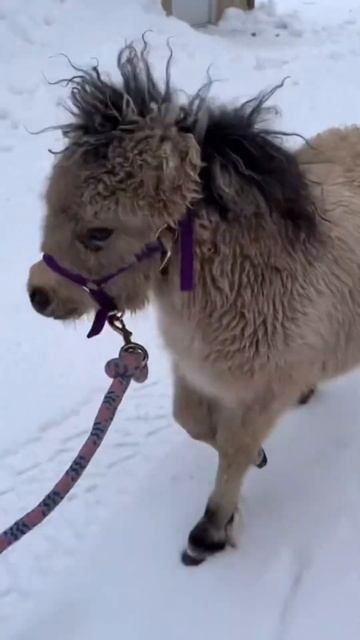 minihorse#minihorse #horse #pony смотреть онлайн