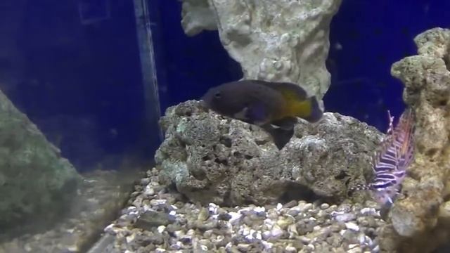 アオノメハタ смотреть онлайн