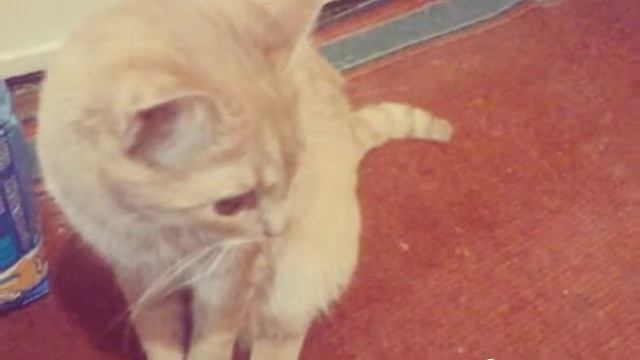 Фотосессия моего кота смотреть онлайн