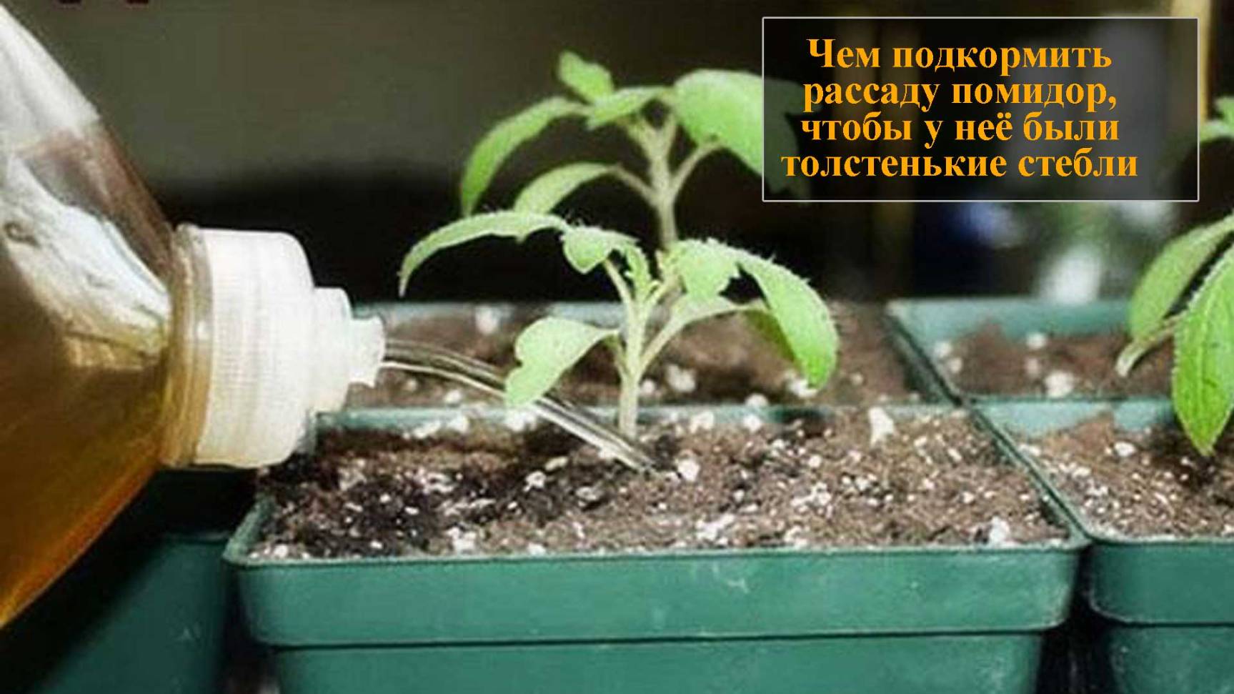 Чем подкормить рассаду помидор чтобы были толстенькие смотреть онлайн