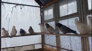 ПРОДАЖА БАКИНСКИХ ГОЛУБЕЙ.