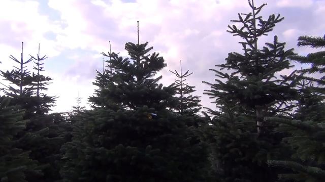 11529 Пихта Нордмана срезанная 2.75 - 3.00 м смотреть онлайн