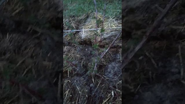 День 570. 06.04.2024. Відео 1. Чорна малина кумберленд смотреть онлайн