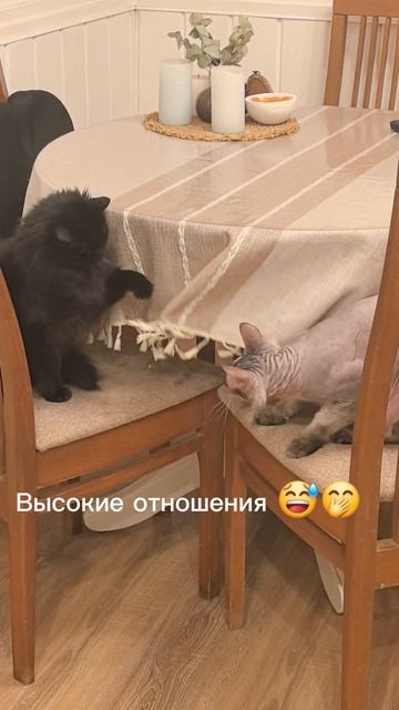 Высокие отношения 🤭