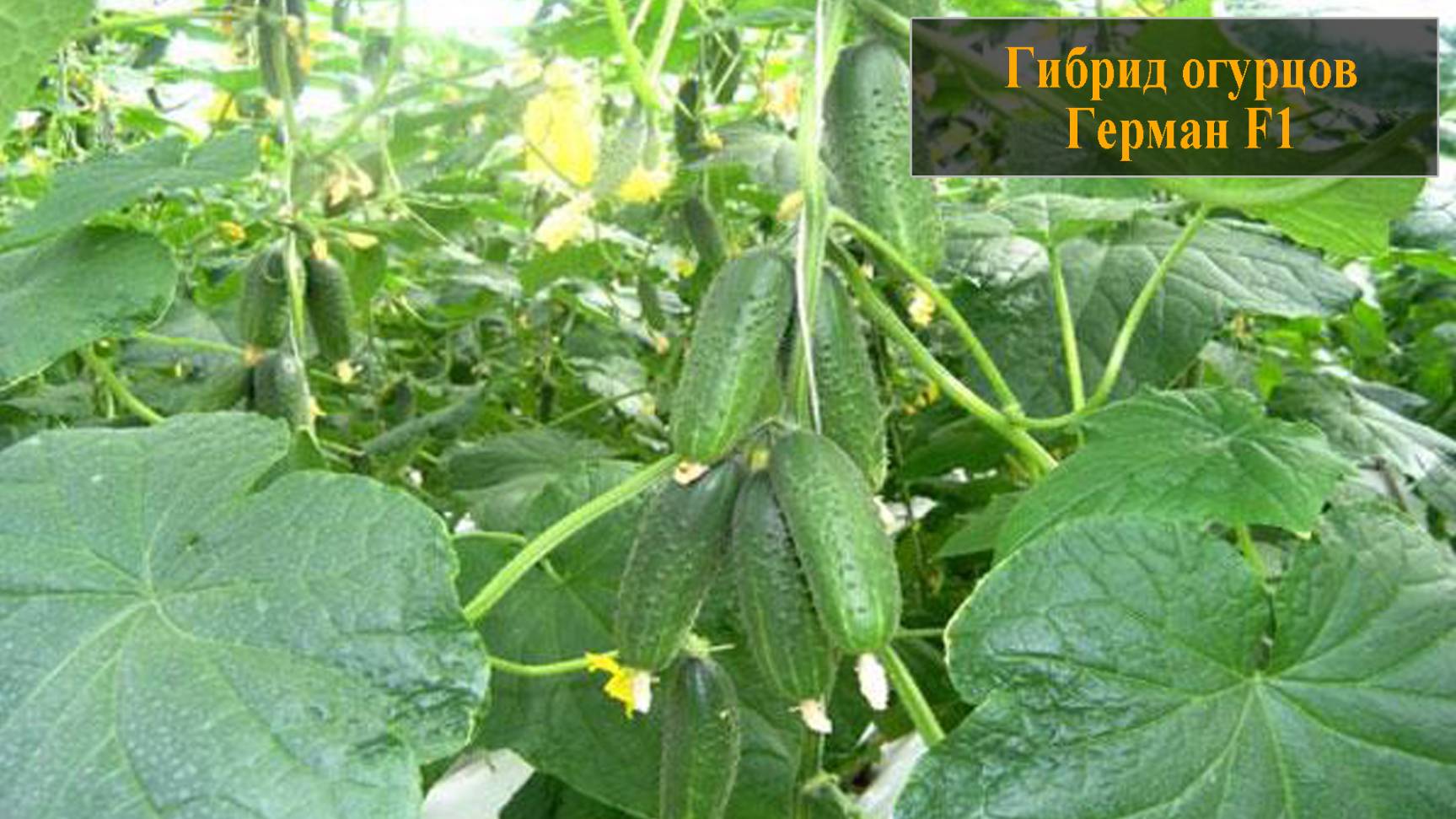 Гибрид огурцов Герман смотреть онлайн