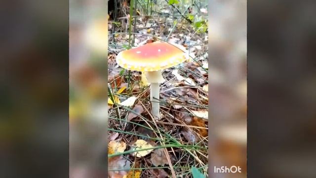 Прекрасний ліс! Гриби! Beautiful forest! Mushrooms! Прекрасный лес. Грибы смотреть онлайн