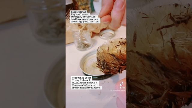 Working with Milk Thistle -Greenwitch magick смотреть онлайн