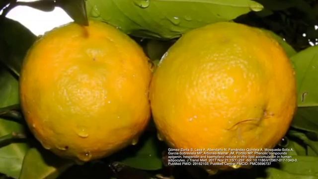 Suplemento Fat Decay смотреть онлайн