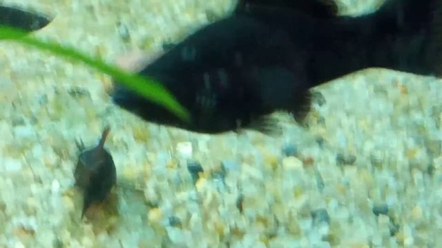 Велиферы и блэки_кормление аулофорусом смотреть онлайн