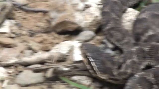 Gloydius brevicaudus (mamushi) смотреть онлайн